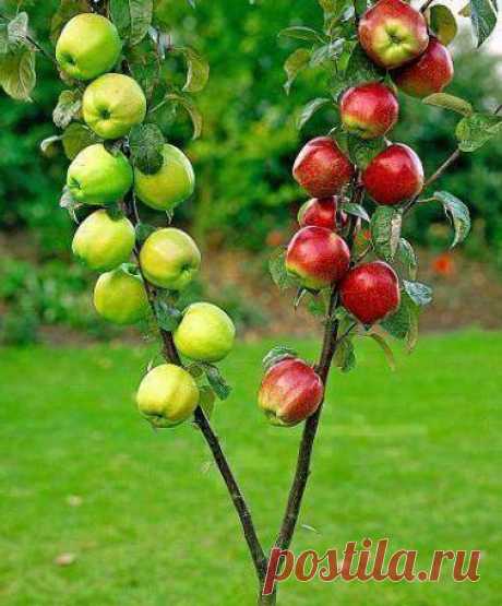 Сроки прививок плодовых деревьев. Виды прививок плодовых деревьев