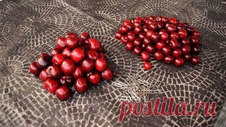 Как быстро удалить косточки из вишни и (почти) не запачкать руки: три простых способа