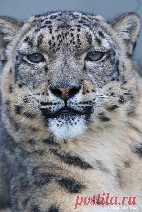 Snow Leopard | Ross Davey | Flickr