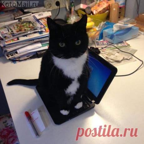 Кот доступа - две сосиски