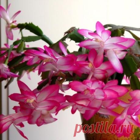 Кактус без колючек