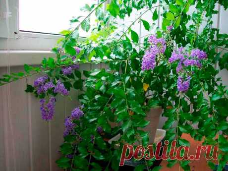 Комнатное растение Дуранта (Duranta). Невысокий кустарник, произрастающий на территории Флориды, Мексики, Бразилии. Назван в честь врача и ботаника Кастора Дурантеса (XVI в.). Дуранты очень часто используются для озеленения объемных помещений, интерьеров, холлов. Лилово-голубые цветки многочисленные, небольшого размера, собраны в кистевидные соцветия, появляются на концах ветвей.