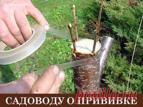 О чём мечтает каждый садовод? Правильно — чтобы урожай был побольше, а проблем поменьше. Чтобы любой понравившийся сорт непременно стал бы «своим», а деревья в саду никогда бы не старели. И всё это совершенно выполнимо, если хозяин сада на «ты» с прививкой.
Вы ни разу не прививали деревья? Не знаете, как это сделать? Боитесь, что у вас не получится? Тогда эта статья — для вас!
Что такое прививка, и для чего она нужна
В садоводстве прививкой называют перенесение части одно...