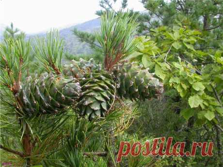 кленовая роща база отдыха фото: 201 изображение найдено в Яндекс.Картинках