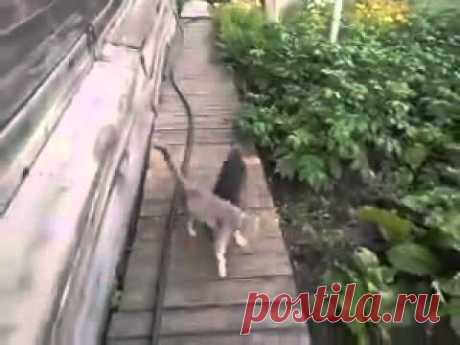 Собака-носильщик из России стала звездой интернета — Российская газета