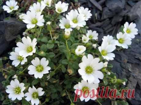 Ясколка: посадка и уход. Выращивание ясколки из семян на рассаду и в открытом грунте | LS