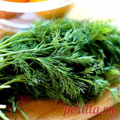 Несколько способов заготовить на зиму укроп