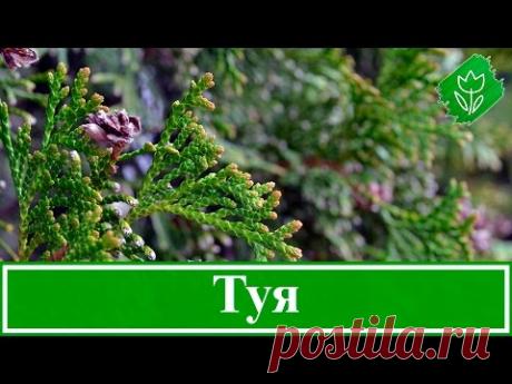 Дерево туя – посадка и уход: пересадка и размножение туи, виды и сорта