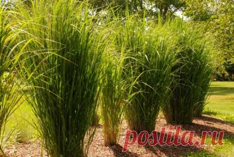 ΠΠ·Π³ΠΎΡΠΎΠ΄ΠΈ ΠΈ ΡΠΈΡΠΌΡ ΠΈΠ· Π΄Π΅ΠΊΠΎΡΠ°ΡΠΈΠ²Π½ΡΡ
Π·Π»Π°ΠΊΠΎΠ²