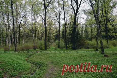 Trees and grass growing in forest park in spring. Nature background. Стоковое фото, фотограф Ilaronsia / Фотобанк Лори
