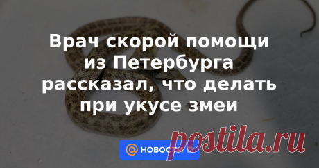Врач скорой помощи из Петербурга рассказал, что делать при укусе змеи В городе и Ленинградской области проснулись ядовитые гадюки.