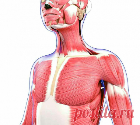 Щипковый массаж декольте, чтобы лицо на место встало | ✧Сама себе косметолог✧ | Яндекс Дзен