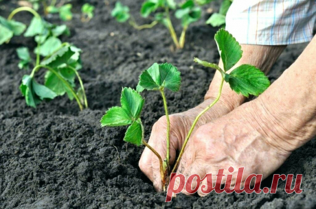 Уход за клубникой после того, как растает снег. Какие дела нужно обязательно сделать? | Наша Дача | Яндекс Дзен