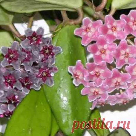 Комнатные цветы цветущие круглый год. Выпуск 4