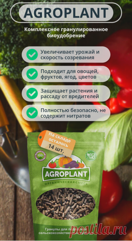 Народный способ от которого моя рассада помидор каждый год "крепкая" и богатая на урожай. Рассказываю рецепт подкорма | активнаЯ пенсионерка | Яндекс Дзен