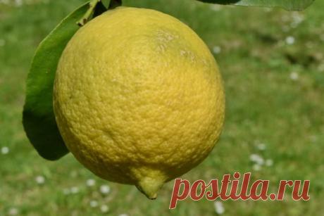 Лимон против боли в суставах — Интересные факты