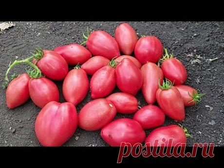 Этот томат будете собирать ведрами, не болеет, дает много урожая, вкусный, сладкий, неприхотливый