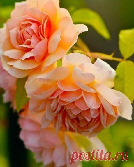 Красавица в ;абрикосовом одеянии