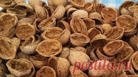 ПРОЧИВ ЭТО, ВЫ БОЛЬШЕ НИКОГДА НЕ БУДЕТЕ ВЫБРАСЫВАТЬ ОРЕХОВУЮ СКОРЛУПУ. И ВОТ ПОЧЕМУ...