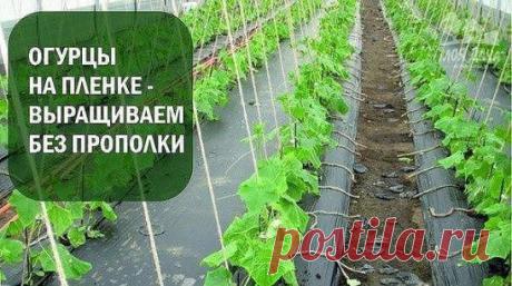 (2) Одноклассники Огурцы на пленке