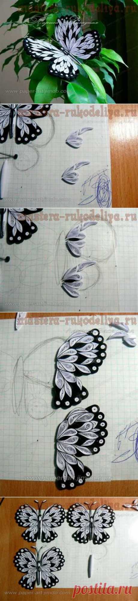 Мастер-класс по квиллингу: Бабочка "Махаон"