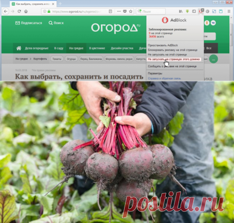 Как правильно убрать урожай свеклы на даче | На грядке (Огород.ru)