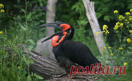 Н а т а л ь я :: Кафрский рогатый ворон :: Животные :: Галерея :: Клуб Foto.ru