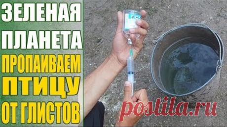 Пропаиваем птицу от глистов день 30 препарат левамизол плюс 10%