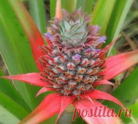 Ананас в домашних условиях...