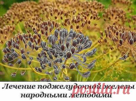 Лечение поджелудочной железы народными методами
Поджелудочная железа — один из важных внутренних органов человеческого тела, который отвечает за наше пищеварение. Сбой в работе поджелудочной чреват осложнениями и целым рядом заболеваний, таких как панкреатит или сахарный диабет. К счастью, есть прекрасные народные средства, которые помогают лечить этот орган не хуже лекарств. Если у тебя есть проблемы с этим важнейшим органом — наша статья для тебя!
Рецепт № 1. Семена ...