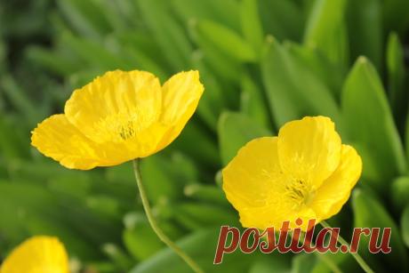 "Альпийские" маки