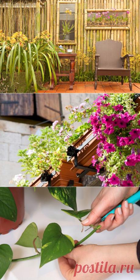 Как правильно ухаживать за комнатными растениями