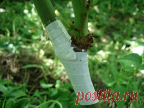 Размножаем плодовые деревья «зеленой прививкой» — как сделать все правильно | Фермерус | Яндекс Дзен