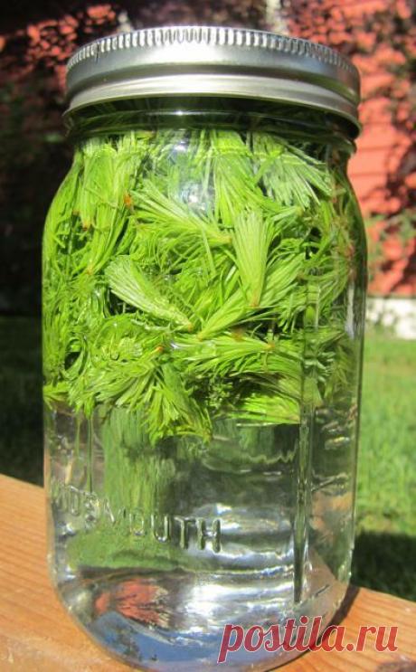 Целительные хвойные напитки-много чудодейственных рецептов