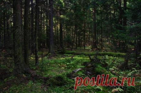 А вы давно были в лесу? Немного созерцания...