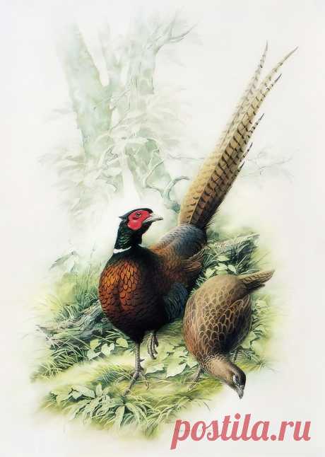 Птицы китайского художника Zeng Xiao Lian