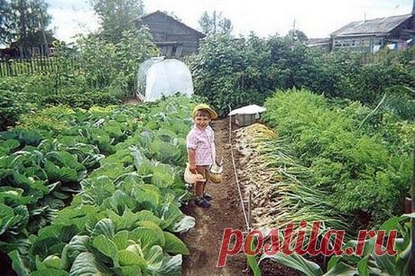 (47) Одноклассники ПАМЯТКА САДОВОДУ-ОГОРОДНИКУ