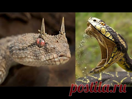 Эта Змея в 100 Раз Более Ядовитая чем Черная Мамба