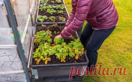 Как правильно подготовить ягодник к зиме? Важные советы — Ботаничка