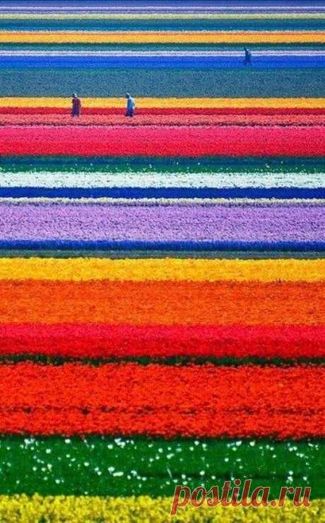 Радуга на тюльпановых полях Голландии.
Голландия считается основным поставщиком луковиц тюльпанов для большей части мира. Их ежегодно выращивают миллионами. Сфера садоводства в Голландии оценивается в четверть миллиарда долларов в год.