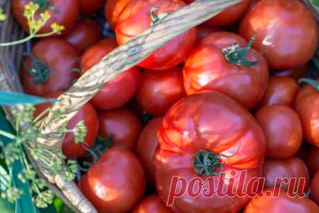 Простой способ выращивания томатов без лишних усилий и затрат