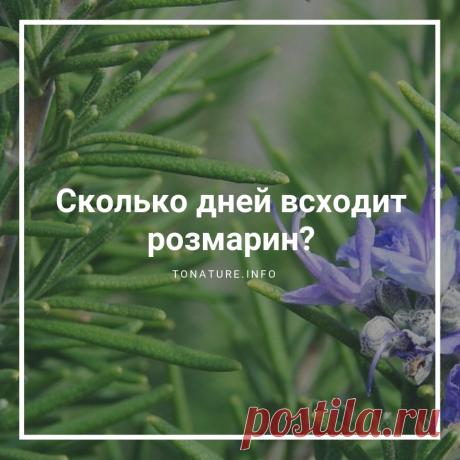 Сколько дней всходит розмарин? | выращивание, уход, размножение растений