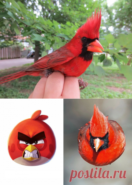 Красный кардинал: Та самая птичка из Angry Birds. И она реально оказалась безумной! | WPRISTAV.RU | Яндекс Дзен