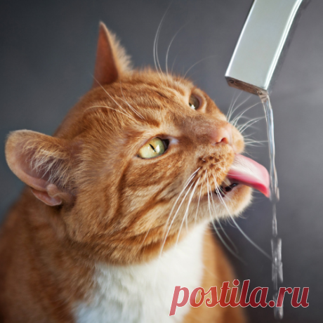 Importância da Hidratação em Gatos