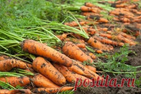Морковка в августе: последняя подкормка для ровных, крупных и сладких плодов | Наша Дача | Яндекс Дзен