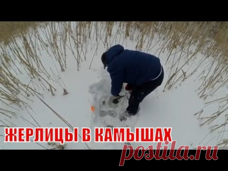 Во время глухозимья активность снижается у всех видов рыб, это же касается и хищника, в том числе щуки. На отдельных водоемах, которые обделены кислородом, щ...