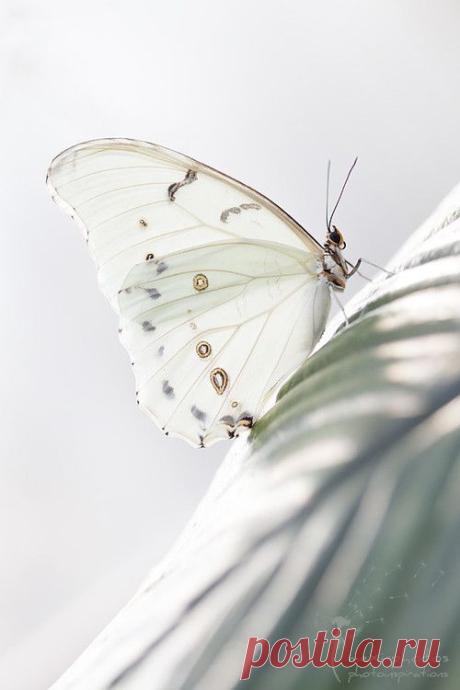 Butterfly by Astrid Carnin