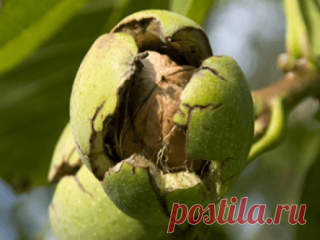 Чем полезна кожура грецкого ореха, применение, свойства Полезные свойства и противопоказания к применению кожуры грецкого ореха. Делаем настойки и отвары , применение в народной медицине