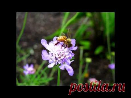 Музыкальное ассорти