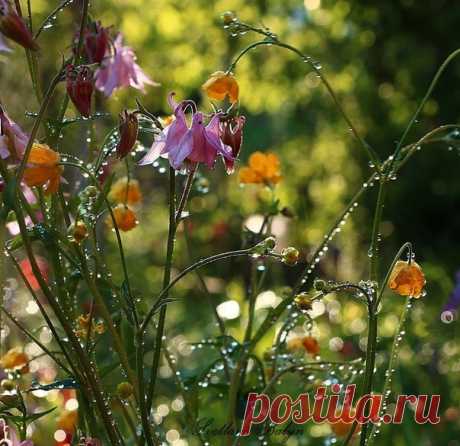 Доброго утра и прекрасного настроения🌺